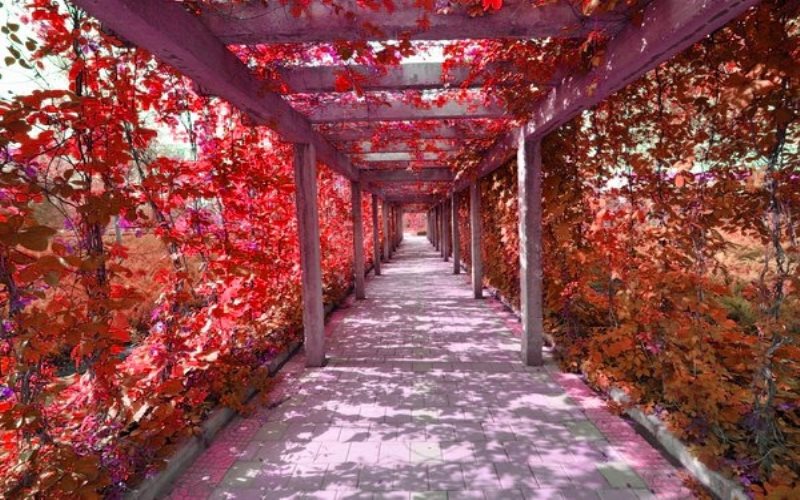 长春科技学院